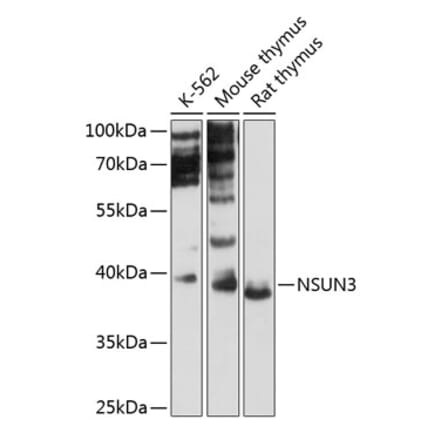 Western Blot - Anti-NSUN3 Antibody (A89611) - Antibodies.com