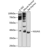 Western Blot - Anti-NSUN3 Antibody (A89611) - Antibodies.com