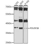 Western Blot - Anti-POU5F1B Antibody (A89612) - Antibodies.com
