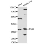 Western Blot - Anti-TOB1 Antibody (A14835) - Antibodies.com