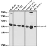 Western Blot - Anti-CAMLG/CAML Antibody (A89615) - Antibodies.com