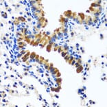Immunohistochemistry - Anti-CAMLG/CAML Antibody (A89615) - Antibodies.com