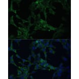 Immunofluorescence - Anti-CAMLG/CAML Antibody (A89615) - Antibodies.com