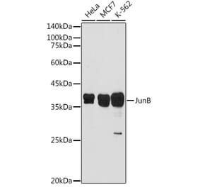 Western Blot - Anti-JunB Antibody (A89617) - Antibodies.com