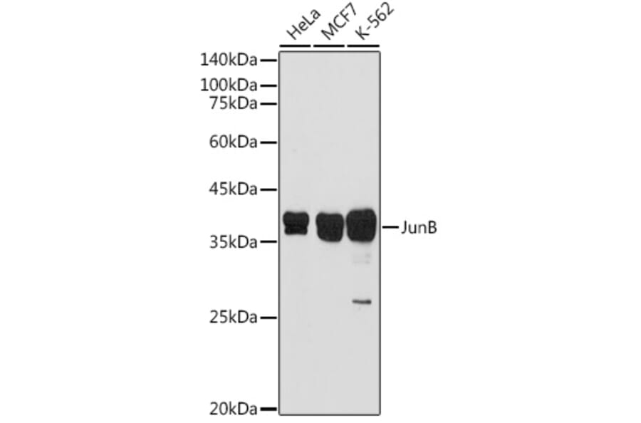 Western Blot - Anti-JunB Antibody (A89617) - Antibodies.com