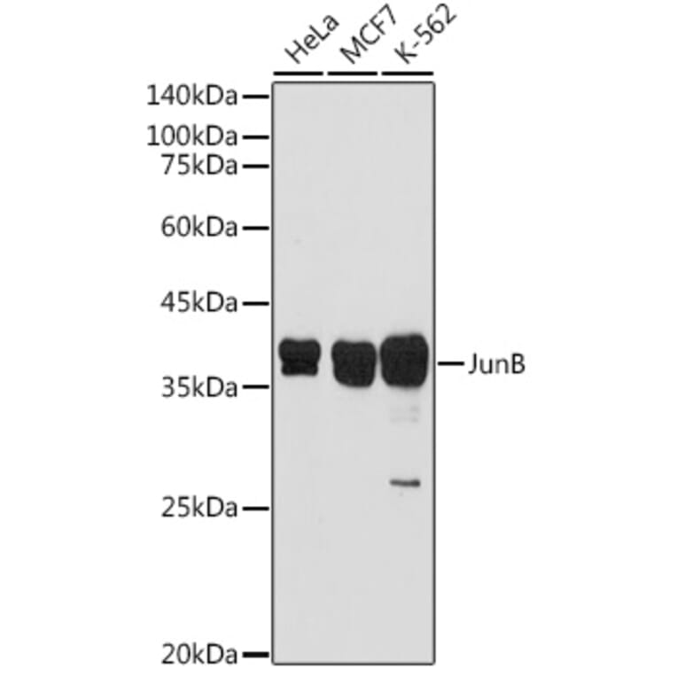 Western Blot - Anti-JunB Antibody (A89617) - Antibodies.com