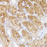 Immunohistochemistry - Anti-CLNS1A/CLCI Antibody (A89618) - Antibodies.com