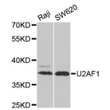 Western Blot - Anti-U2AF1 Antibody (A6076) - Antibodies.com