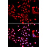 Immunofluorescence - Anti-U2AF1 Antibody (A6076) - Antibodies.com
