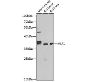 Western Blot - Anti-Myeloid leukemia factor 1 Antibody (A89620) - Antibodies.com
