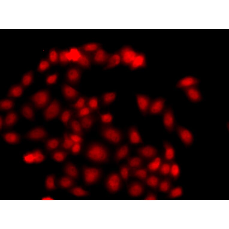 Immunofluorescence - Anti-Myeloid leukemia factor 1 Antibody (A89620) - Antibodies.com