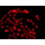 Immunofluorescence - Anti-Myeloid leukemia factor 1 Antibody (A89620) - Antibodies.com