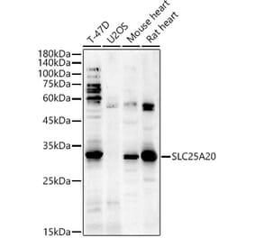 Western Blot - Anti-SLC25A20 Antibody (A89624) - Antibodies.com