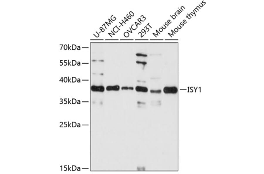 Western Blot - Anti-ISY1 Antibody (A89625) - Antibodies.com