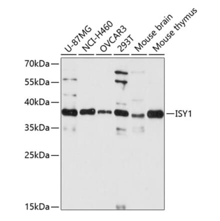 Western Blot - Anti-ISY1 Antibody (A89625) - Antibodies.com