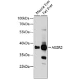Western Blot - Anti-ASGR2 Antibody (A89626) - Antibodies.com