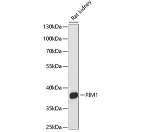 Western Blot - Anti-PIM1 Antibody (A89627) - Antibodies.com