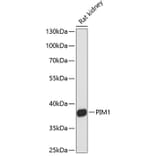 Western Blot - Anti-PIM1 Antibody (A89627) - Antibodies.com