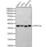 Western Blot - Anti-PPP1A/PPP1CA Antibody (A89631) - Antibodies.com