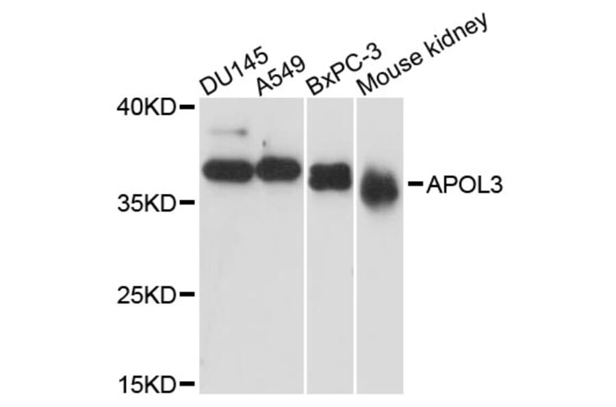 Western Blot - Anti-APOL3 Antibody (A13840) - Antibodies.com