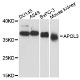 Western Blot - Anti-APOL3 Antibody (A13840) - Antibodies.com