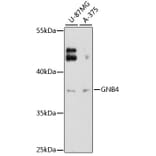 Western Blot - Anti-GNB4 Antibody (A12731) - Antibodies.com