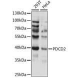 Western Blot - Anti-PDCD2 Antibody (A89638) - Antibodies.com