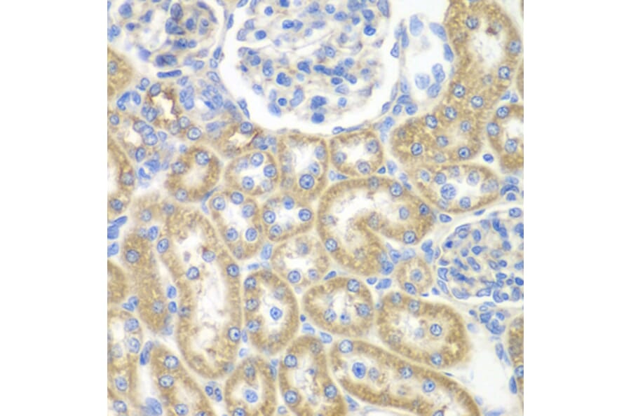 Immunohistochemistry - Anti-GNAI2 Antibody (A14204) - Antibodies.com
