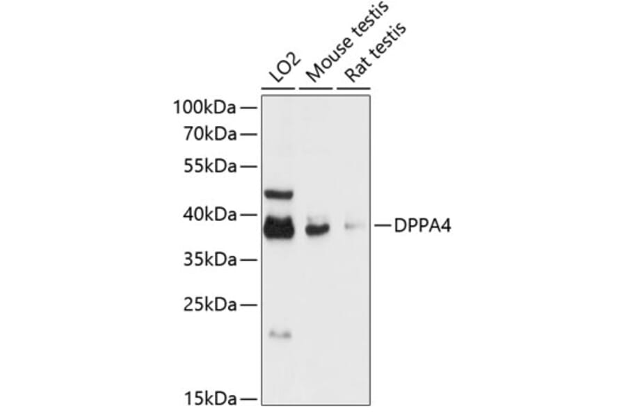 Western Blot - Anti-Dppa4 Antibody (A89648) - Antibodies.com