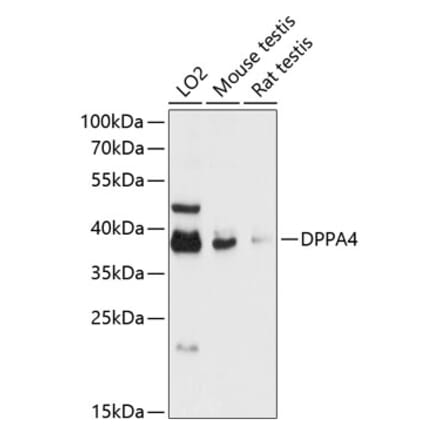 Western Blot - Anti-Dppa4 Antibody (A89648) - Antibodies.com