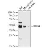 Western Blot - Anti-Dppa4 Antibody (A89648) - Antibodies.com
