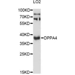 Western Blot - Anti-DPPA4 Antibody (A13725) - Antibodies.com