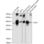 Western Blot - Anti-C17orf81 Antibody (A89650) - Antibodies.com