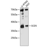 Western Blot - Anti-SCD5 Antibody (A89651) - Antibodies.com