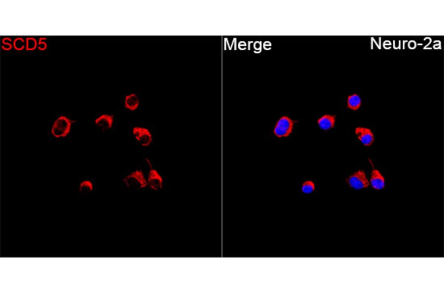 Immunofluorescence - Anti-SCD5 Antibody (A89651) - Antibodies.com