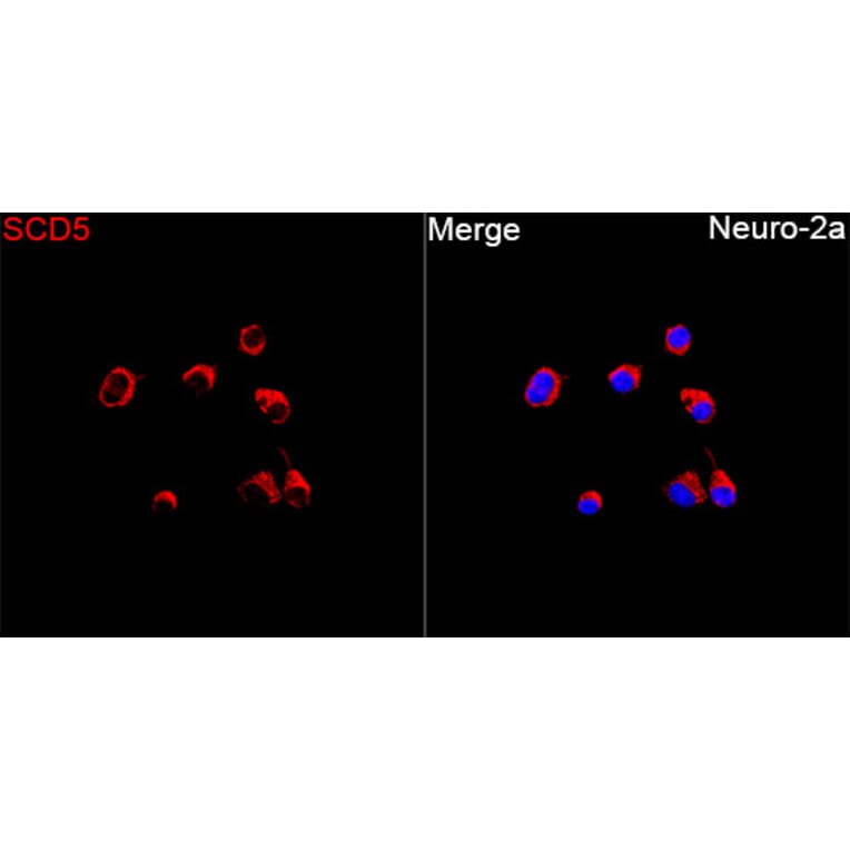 Immunofluorescence - Anti-SCD5 Antibody (A89651) - Antibodies.com