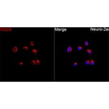 Immunofluorescence - Anti-SCD5 Antibody (A89651) - Antibodies.com