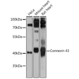 Western Blot - Anti-Connexin 43/GJA1 Antibody (A89654) - Antibodies.com