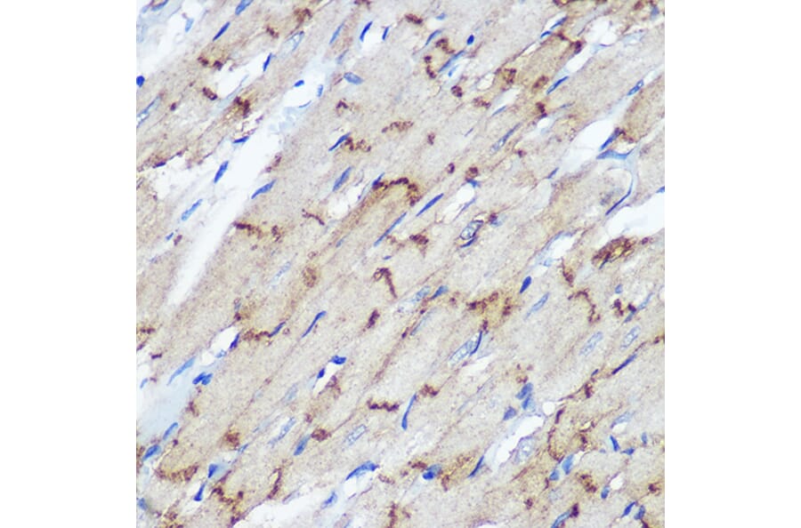 Immunohistochemistry - Anti-Connexin 43/GJA1 Antibody (A89654) - Antibodies.com