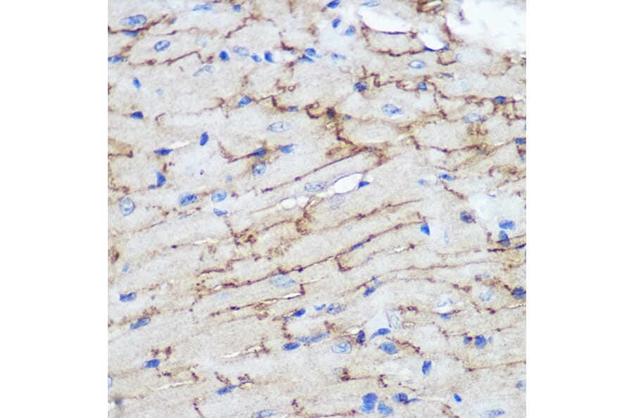 Immunohistochemistry - Anti-Connexin 43/GJA1 Antibody (A89654) - Antibodies.com