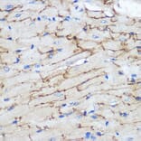 Immunohistochemistry - Anti-Connexin 43/GJA1 Antibody (A89654) - Antibodies.com