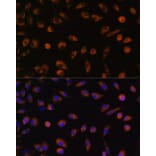 Immunofluorescence - Anti-Connexin 43/GJA1 Antibody (A89654) - Antibodies.com