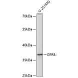 Western Blot - Anti-GPCR GPR6 Antibody (A89656) - Antibodies.com