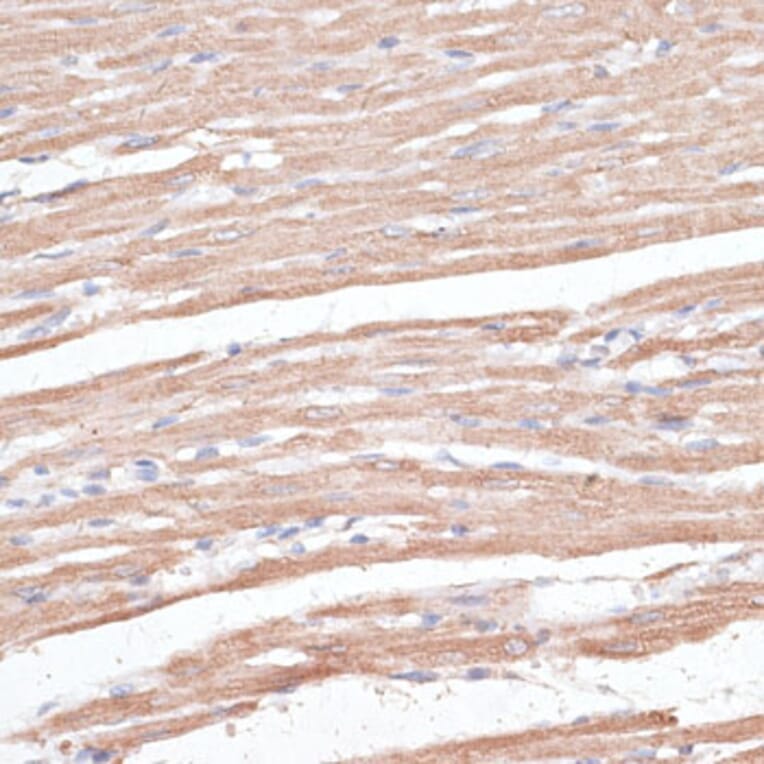 Immunohistochemistry - Anti-KCNK1 Antibody (A12835) - Antibodies.com