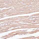 Immunohistochemistry - Anti-KCNK1 Antibody (A12835) - Antibodies.com