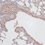 Immunohistochemistry - Anti-KCNK1 Antibody (A12835) - Antibodies.com