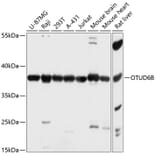 Western Blot - Anti-OTUD6B Antibody (A89659) - Antibodies.com