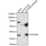 Western Blot - Anti-OTUD6B Antibody (A89659) - Antibodies.com