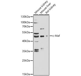 Western Blot - Anti-c-Maf Antibody (A89660) - Antibodies.com