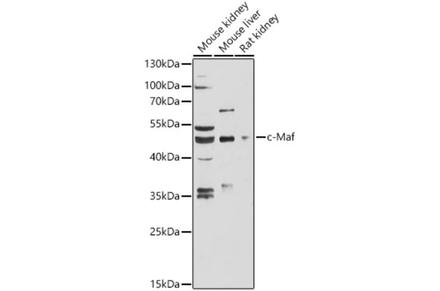 Western Blot - Anti-c-Maf Antibody (A89660) - Antibodies.com